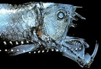 Image result for Stomiiformes. Size: 148 x 101. Source: alchetron.com