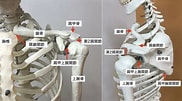 肩の骨 に対する画像結果.サイズ: 182 x 101。ソース: r-body.com