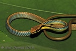 Image result for Dendrelaphis cyanochloris. Size: 151 x 101. Source: www.flickr.com