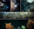 Image result for Lophelia pertusa Habitat. Size: 117 x 101. Source: www.researchgate.net