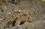 Afbeeldingsresultaten voor Crangon shrimp. Grootte: 152 x 101. Bron: www.flickr.com