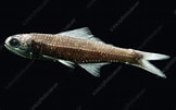 Image result for "notoscopelus Caudispinosus". Size: 162 x 101. Source: www.sciencephoto.com