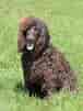 Image result for Irish Water Spaniel. Size: 76 x 101. Source: www.dog-learn.com