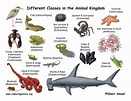 Afbeeldingsresultaten voor Type 2 Species Examples. Grootte: 131 x 101. Bron: animalclasses.blogspot.com