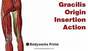 Image result for Musculus Gracilis. Size: 173 x 101. Source: www.youtube.com