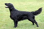 Image result for Flat Coated Retriever. Size: 151 x 101. Source: www.selectadogbreed.com
