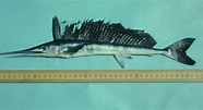 Image result for "xiphias Gladius". Size: 186 x 101. Source: ncfishes.com