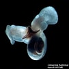 Image result for "limacina helicina helicina Acuta". Size: 101 x 101. Source: www.arcodiv.org