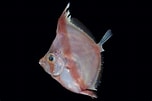 Image result for "Antigonia capros". Size: 152 x 101. Source: fishesofaustralia.net.au
