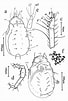 Image result for Solecurtidae Anatomie. Size: 68 x 101. Source: www.researchgate.net