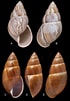Image result for "thaumastocheles Japonicus". Size: 70 x 101. Source: zookeys.pensoft.net