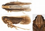 Image result for "parilia Tuberculata". Size: 148 x 101. Source: sites.udel.edu