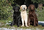 Image result for Labrador Retriever Hunderassen. Size: 150 x 101. Source: www.zooplus.ch