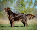 Image result for Flat Coated Retriever. Size: 126 x 101. Source: www.petpaw.com.au