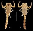 Image result for "paleaonotus Debilis". Size: 108 x 101. Source: zookeys.pensoft.net