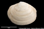 Image result for "myrtea Spinifera". Size: 150 x 101. Source: naturalhistory.museumwales.ac.uk