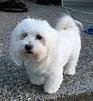 Image result for Coton De Tulear. Size: 93 x 101. Source: www.101dogbreeds.com