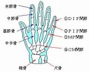 MCP関節 に対する画像結果.サイズ: 125 x 101。ソース: www.naoru.com