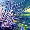Image result for "plexaurella Nutans". Size: 100 x 101. Source: www.communitycorals.de