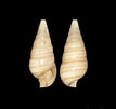 Image result for Pyramidellidae. Size: 107 x 101. Source: www.colleconline.com