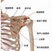 肩の骨 に対する画像結果.サイズ: 103 x 101。ソース: ar-ex.jp