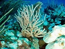 Image result for "Eunicea Calyculata". Size: 135 x 101. Source: coralpedia.bio.warwick.ac.uk