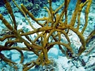 Image result for "aplysina Fulva". Size: 135 x 101. Source: coralpedia.bio.warwick.ac.uk