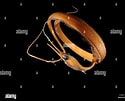Image result for Nemichthys curvirostris Anatomie. Size: 125 x 101. Source: www.alamy.com
