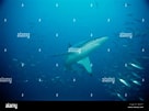 Afbeeldingsresultaten voor "carcharhinus Brachyurus". Grootte: 136 x 101. Bron: www.alamy.com