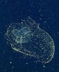 Risultato immagine per "bathochordaeus Charon". Dimensioni: 84 x 101. Fonte: www.pinterest.co.uk