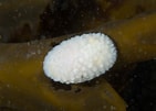 Image result for "onchidoris Muricata". Size: 141 x 101. Source: www.britishmarinelifepictures.co.uk