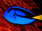 Afbeeldingsresultaten voor Blue Tang. Grootte: 135 x 101. Bron: www.coralkeyscuba.com
