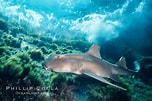 Afbeeldingsresultaten voor Mexican Hornshark Habitat. Grootte: 152 x 101. Bron: www.oceanlight.com
