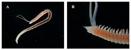 Afbeeldingsresultaten voor Scolelepis bonnieri Geslacht. Grootte: 264 x 101. Bron: www.researchgate.net