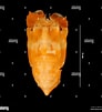 Image result for Scyllarides nodifer. Size: 92 x 101. Source: www.alamy.com