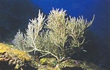 Image result for Muricea pinnata Familie. Size: 159 x 101. Source: www.ecured.cu