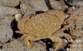 Image result for Leptodius sanguineus. Size: 164 x 101. Source: taieol.tw