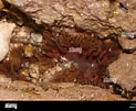 Image result for Sagartiidae. Size: 123 x 101. Source: www.alamy.com