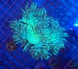 Image result for Catalaphyllia Feiten. Size: 113 x 101. Source: www.communitycorals.de