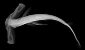 Afbeeldingsresultaten voor Vleugelkophamerhaai Anatomie. Grootte: 170 x 101. Bron: www.fossilguy.com