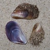 Image result for "modiolus Barbatus". Size: 101 x 101. Source: www.beachexplorer.org