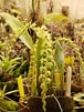 Image result for "cirrhoscyllium Formosanum". Size: 76 x 101. Source: www.epharmacognosy.com