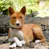 Image result for Basenji Hund. Size: 100 x 101. Source: www.luvmydogs.com