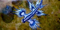 Image result for "Glaucus Atlanticus". Size: 201 x 101. Source: www.pinterest.ca