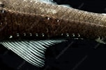 Image result for Notoscopelus Caudispinosus Anatomie. Size: 152 x 101. Source: www.sciencephoto.com