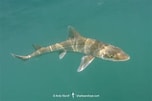 Image result for "mustelus Dorsalis". Size: 152 x 101. Source: sharksandrays.com