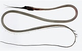 Image result for Nemichthys curvirostris Anatomie. Size: 161 x 101. Source: fishesofaustralia.net.au