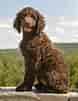 Image result for Irish Water Spaniel. Size: 78 x 101. Source: www.dogster.com