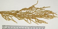 Image result for Muricea pinnata Stam. Size: 201 x 101. Source: nsuworks.nova.edu