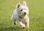 Image result for West Highland White Terrier. Size: 145 x 101. Source: www.britannica.com